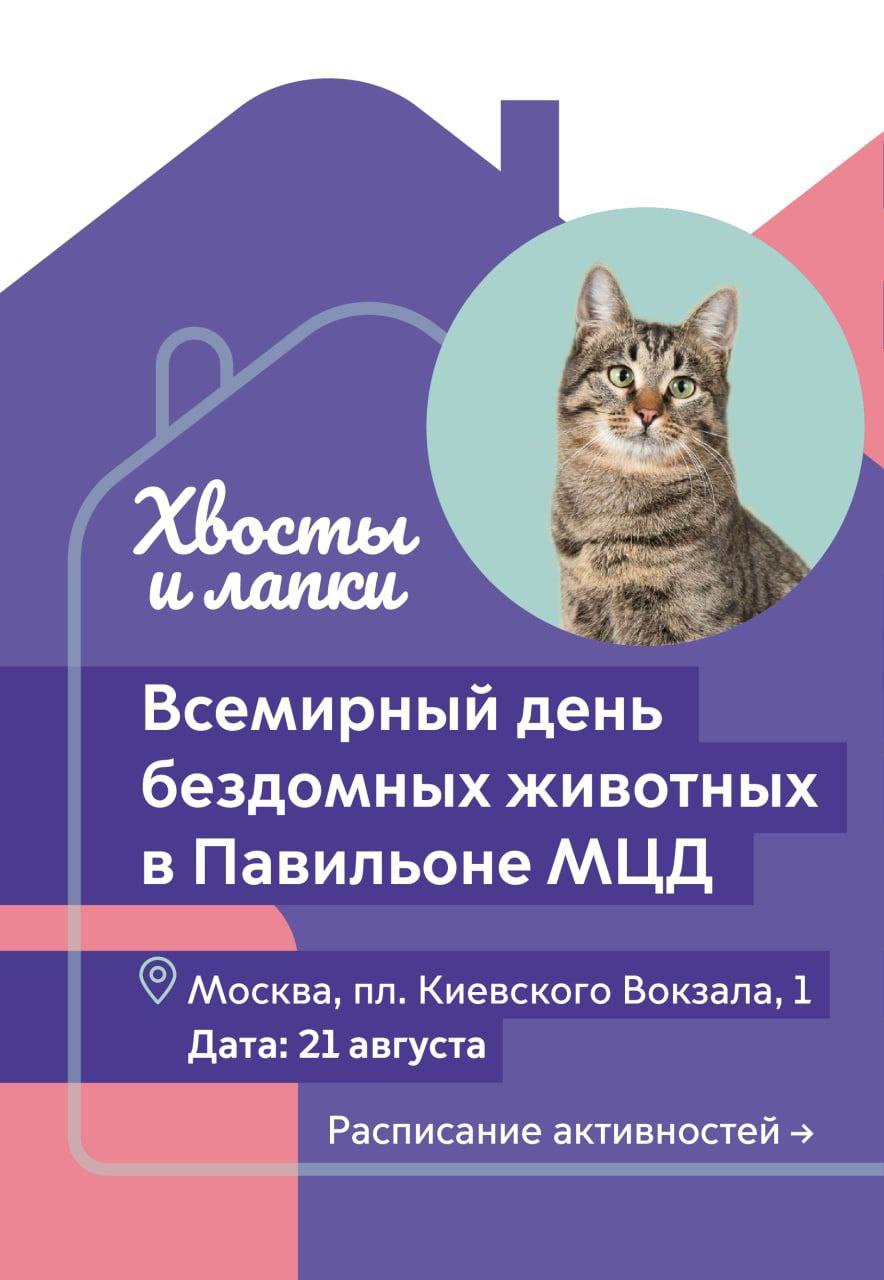 17 августа всемирный день бездомных животных. Всемирный день бездомных. Международный день бездомных животных